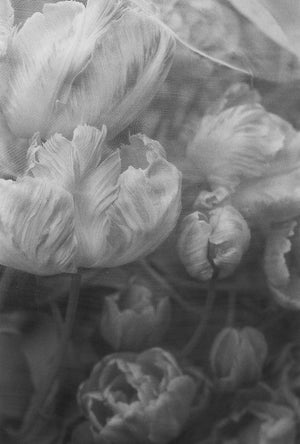 Flowers under netting