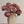 Autumn Hydrangea Spray, Dusty Pink