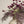 Dripping Dried Berry Spray