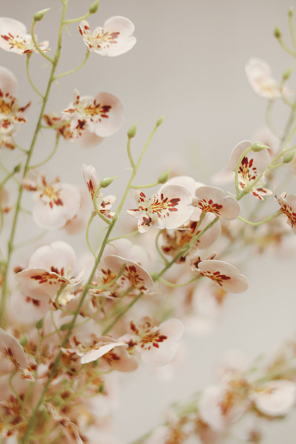Wild Orchid Spray