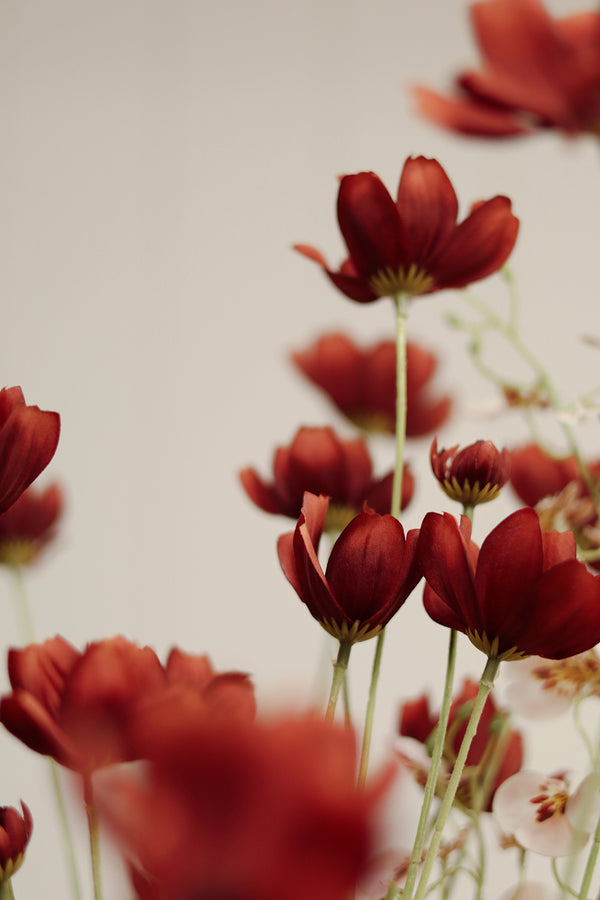 Calliopsis Spray, Rust Red