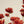 Calliopsis Spray, Rust Red