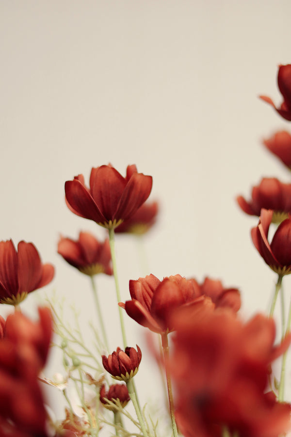 Calliopsis Spray, Rust Red