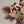 Calliopsis Spray, Rust Red