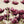 Calliopsis Spray, Deep Purple