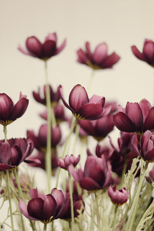 Calliopsis Spray, Deep Purple