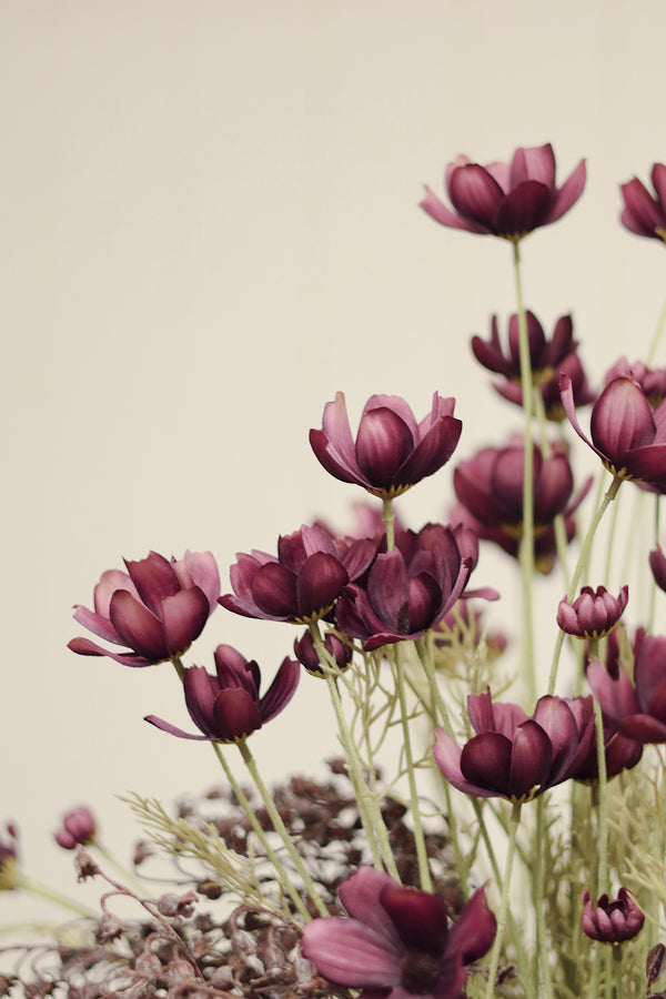 Calliopsis Spray, Deep Purple