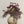 Calliopsis Spray, Deep Purple
