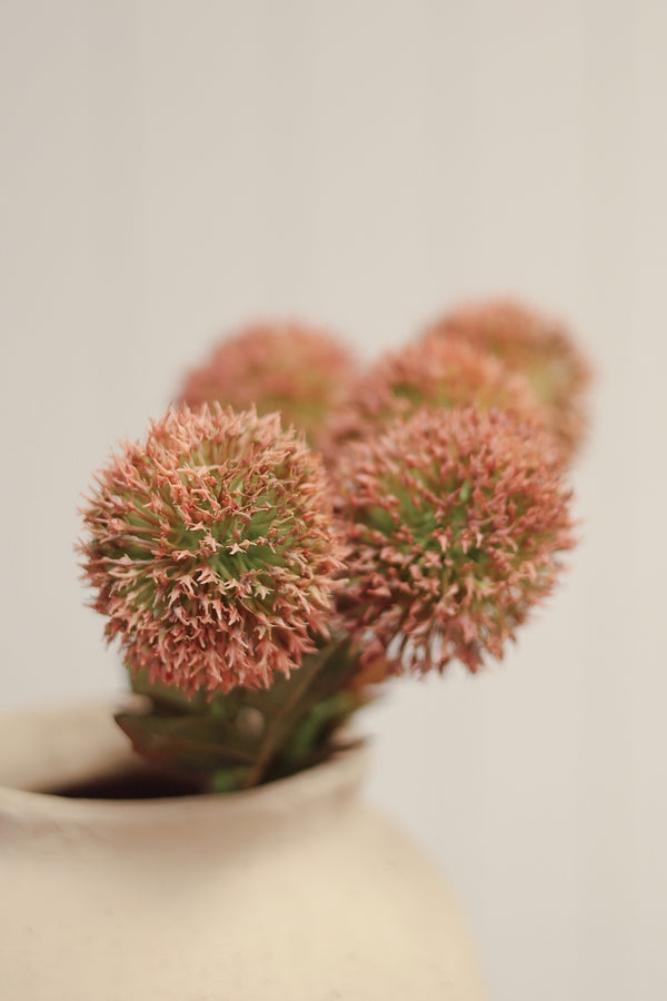 Allium Bouquet, Pink