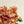 Dahlia Stem, Terracotta