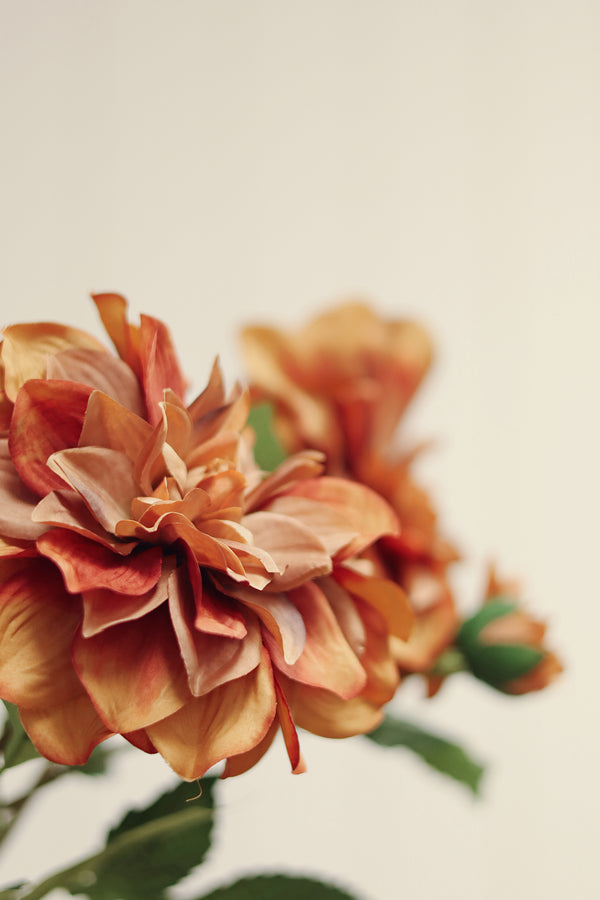Dahlia Stem, Terracotta