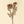 Real Touch Blooming Dahlia Spray, Brown