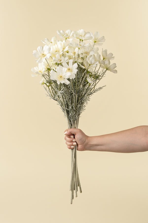 White Cosmos Spray