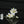 White Cosmos Spray