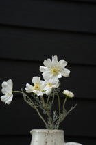 White Cosmos Spray