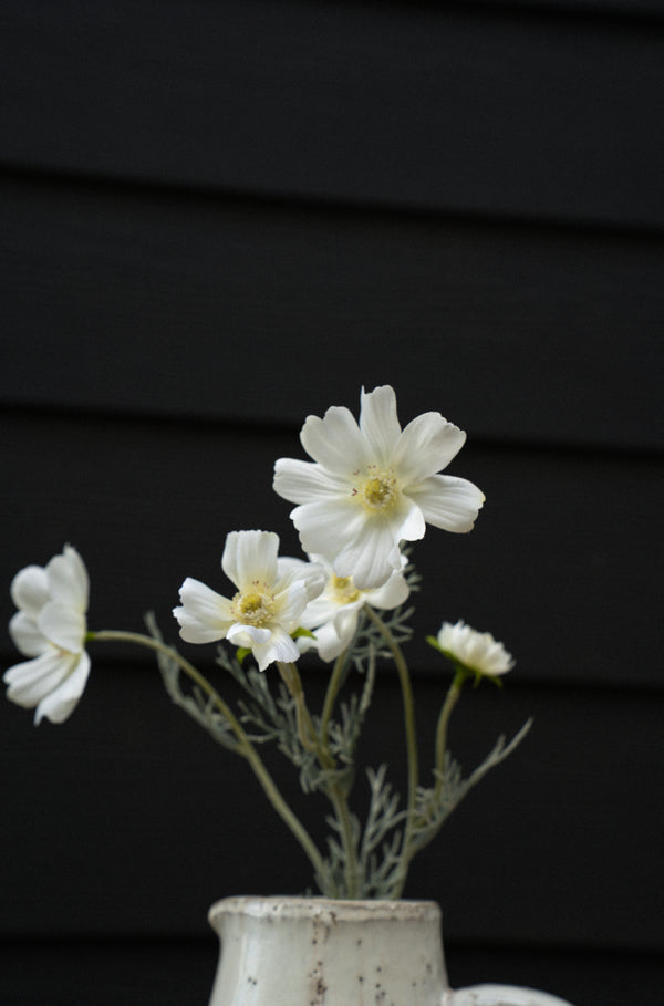 White Cosmos Spray