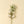 Delphinium Floral Stem, White