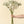 Delphinium Floral Stem, White