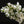 Delphinium Floral Stem, White