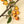 Rosehip Branch, Orange