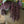 Dripping Seed Stem, Dark Purple