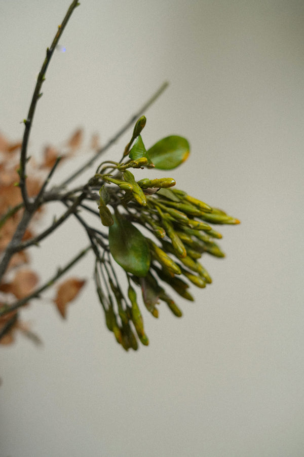 Wild Flower Spray, Green