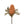 Banksia Floral Stem, Pale Orange