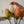 Banksia Floral Stem, Pale Orange