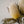 Banksia Floral Stem, Ivory