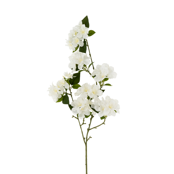 Flowering Cherry Blossom Branch