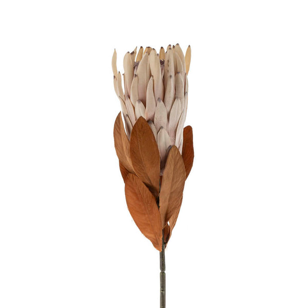 King Protea Floral Stem with Leaves