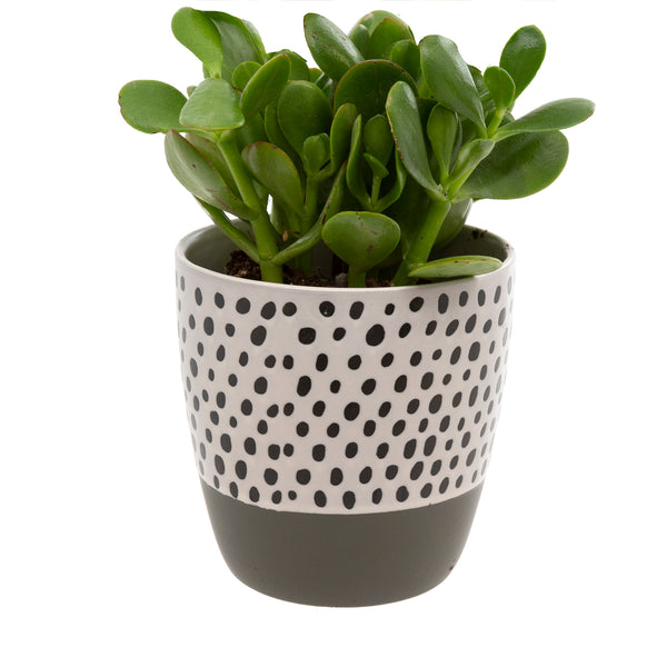Polkadot Pot, Grey
