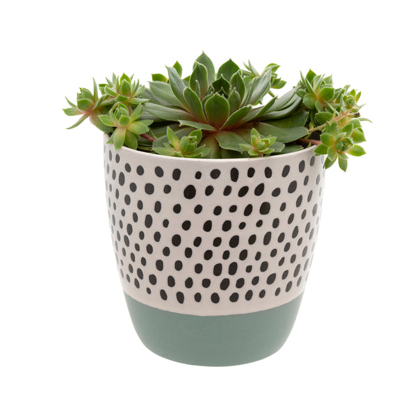 Polkadot Pot, Blue