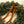Boxwood Wreath S