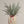 Norway Spruce Sprig