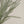 Norway Spruce Sprig