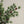Winter Grove Spray