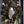 Gilded Dove Wreath Hanger