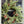 Heritage Pinecone Wreath