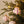 Striped Paper Mache Ornaments S/3, Pink