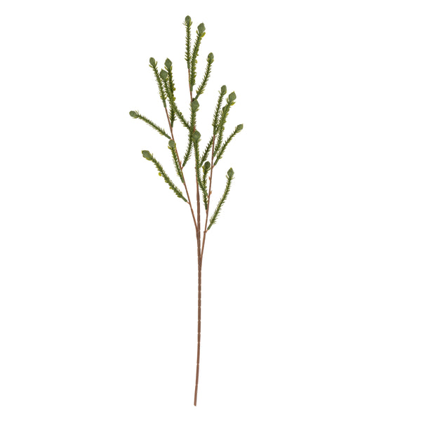 Cypress Sprig