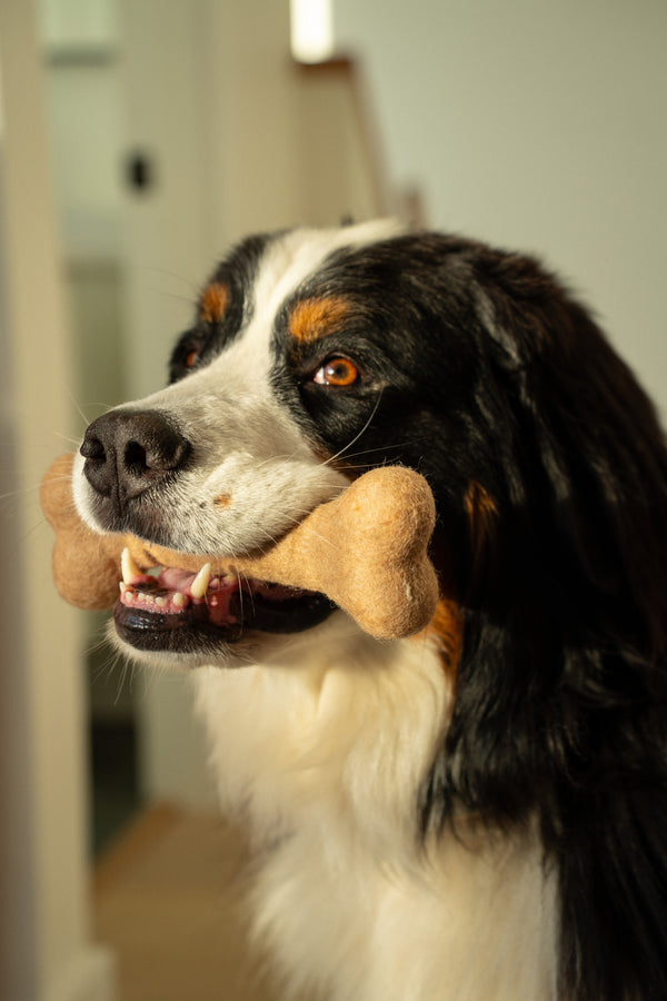 Felted Dog Bones S/3